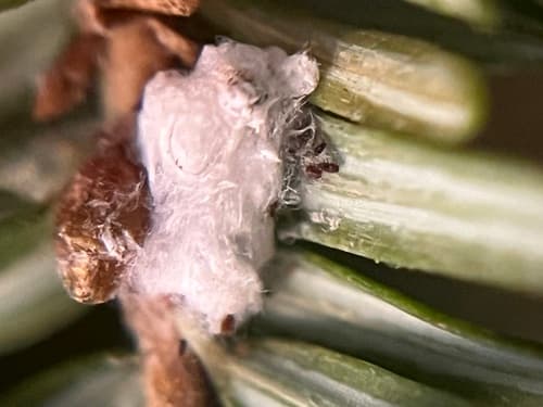 Hemlock woolly adelgid: view 4 of the same individual