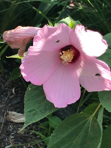Swamp rose mallow in bloom