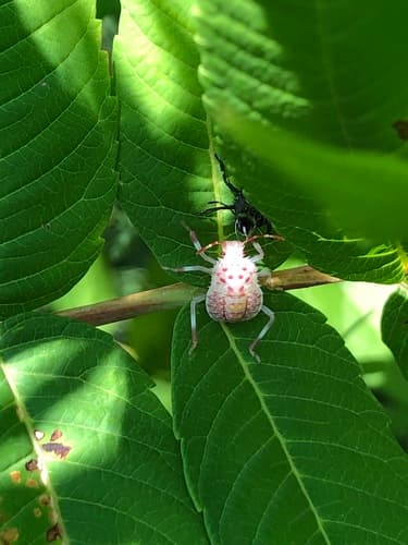 Brown marmorated stink bug: view 3 of the same individual
