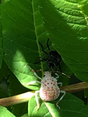 Brown marmorated stink bug: view 2 of the same individual