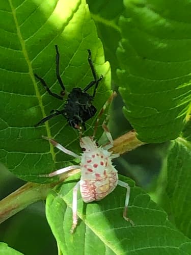 Brown marmorated stink bug: view 1 of the same individual