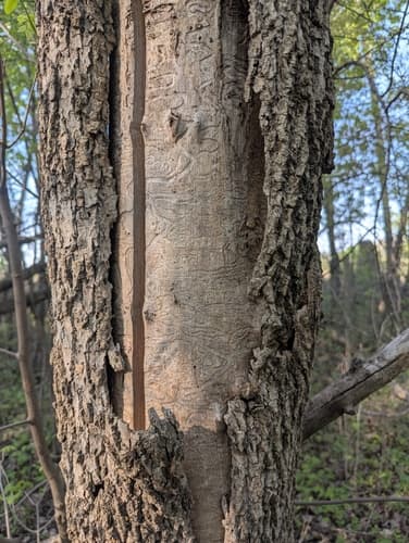 Emerald ash borer