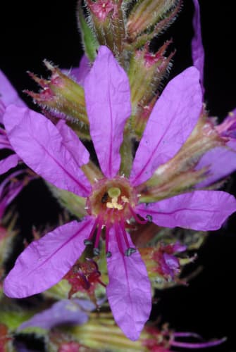 Purple loosestrife: view 2 of the same individual