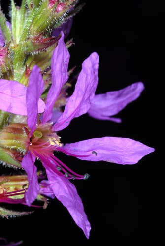 Purple loosestrife: view 3 of the same individual