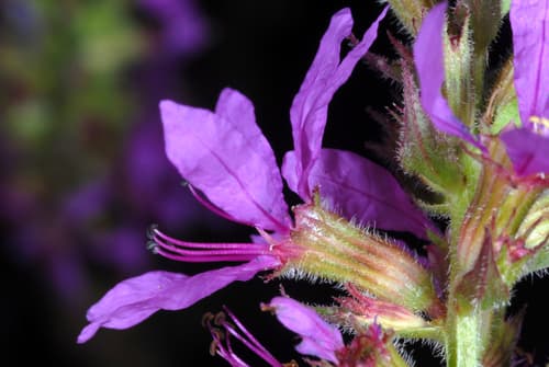 Purple loosestrife: view 4 of the same individual