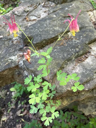 Wild red columbine: view 3 of the same plant