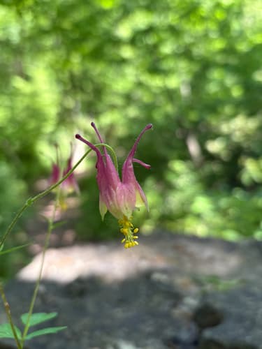 Wild red columbine: view 2 of the same plant