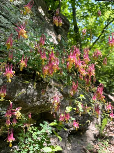 Wild red columbine: view 4 of the same plant