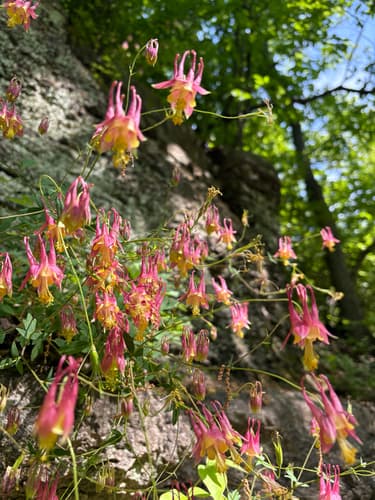 Wild red columbine: view 1 of the same plant