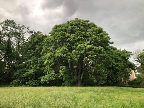 Tree-of-heaven: view 1 of the same individual