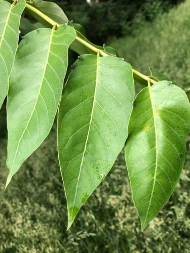 Tree-of-heaven: view 2 of the same individual