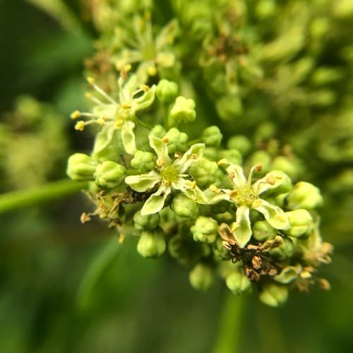 Tree-of-heaven: view 4 of the same individual