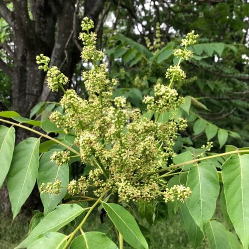 Tree-of-heaven: view 3 of the same individual