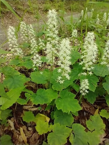 Foamflower: view 1 of the same plant