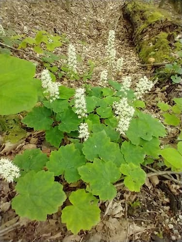 Foamflower: view 2 of the same plant