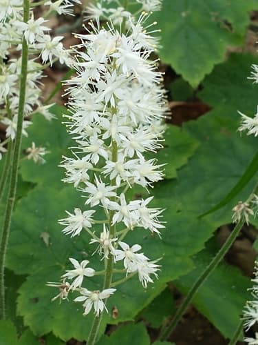Foamflower: view 3 of the same plant