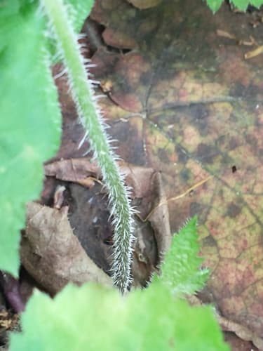 Foamflower: view 4 of the same plant