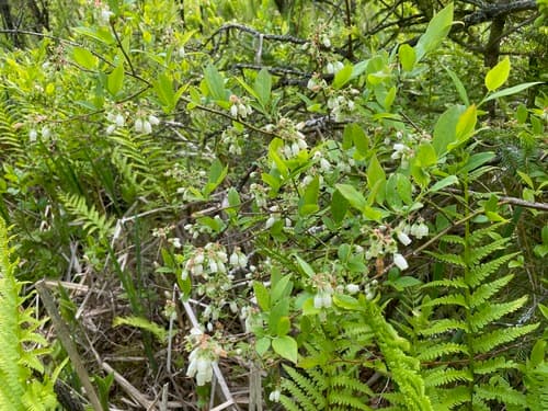 Highbush blueberry: view 4 of the same plant