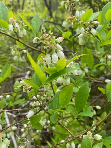 Highbush blueberry: view 1 of the same plant