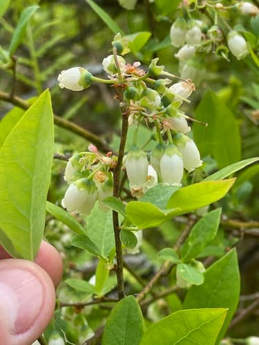 Highbush blueberry: view 2 of the same plant