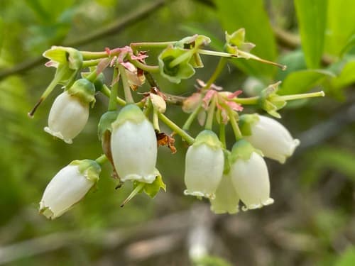 Highbush blueberry: view 3 of the same plant