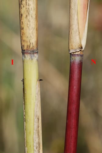 Common reed (non-native Phragmites): view 1 of the same individual