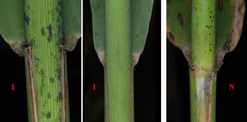 Common reed (non-native Phragmites): view 2 of the same individual