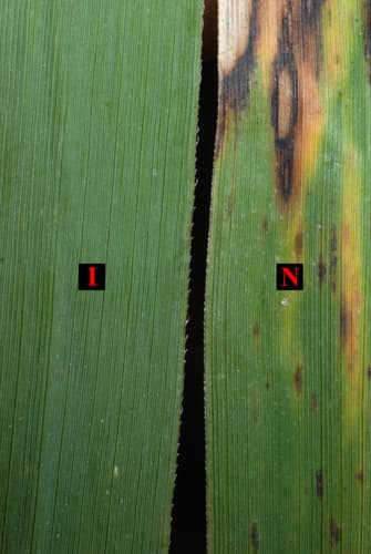 Common reed (non-native Phragmites): view 3 of the same individual