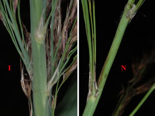 Common reed (non-native Phragmites): view 4 of the same individual