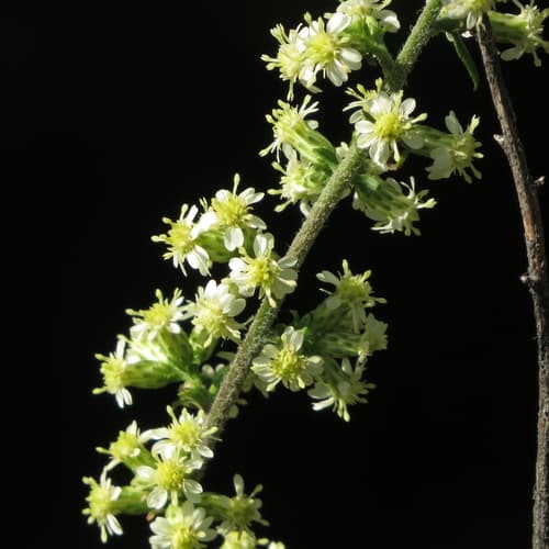 Goldenrods (showy, stiff, wrinkleleaf): view 2 of the same plant