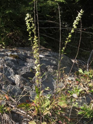 Goldenrods (showy, stiff, wrinkleleaf): view 4 of the same plant