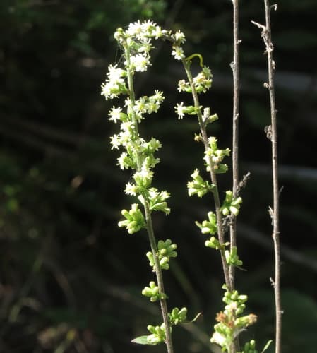 Goldenrods (showy, stiff, wrinkleleaf): view 3 of the same plant
