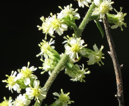 Goldenrods (showy, stiff, wrinkleleaf) in bloom