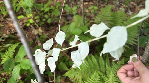 Oriental bittersweet: Leafy vines