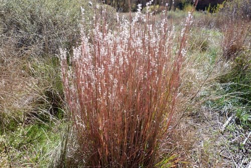 Little bluestem seed heads or pods