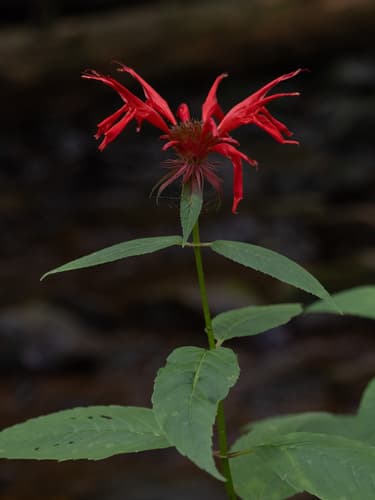 Scarlet bee balm: view 2 of the same plant
