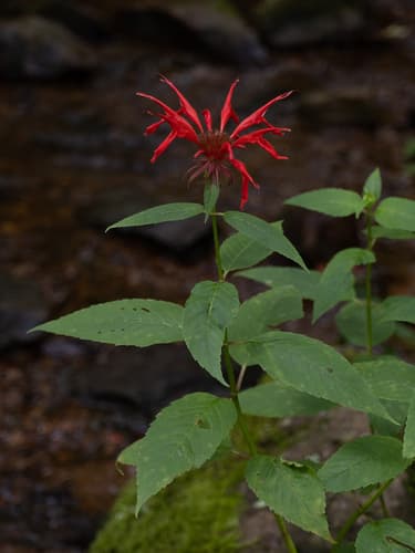 Scarlet bee balm: view 3 of the same plant