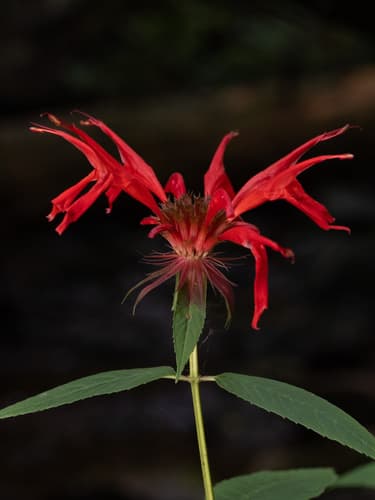 Scarlet bee balm: view 1 of the same plant