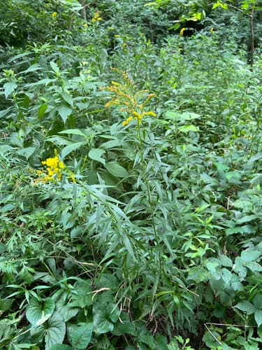 Goldenrods (showy, stiff, wrinkleleaf) seed heads or pods