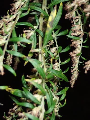 Mugwort: view 3 of the same individual