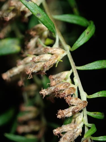 Mugwort: view 2 of the same individual