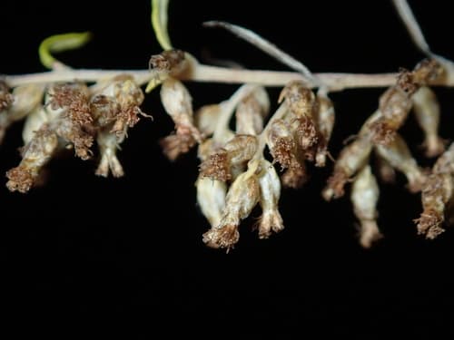 Mugwort: view 1 of the same individual