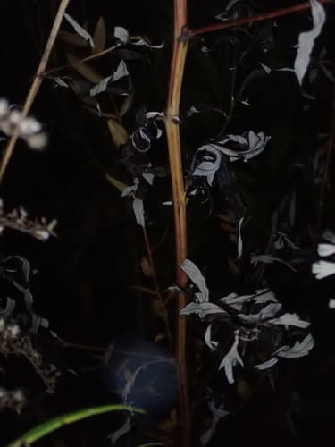Mugwort: view 4 of the same individual