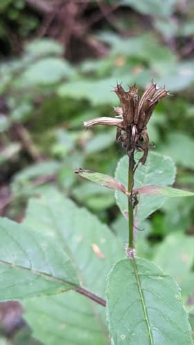 Scarlet bee balm seed heads or pods