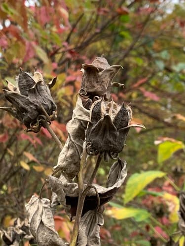 Swamp rose mallow seed heads or pods