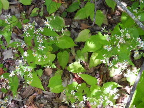 White wood aster in bloom
