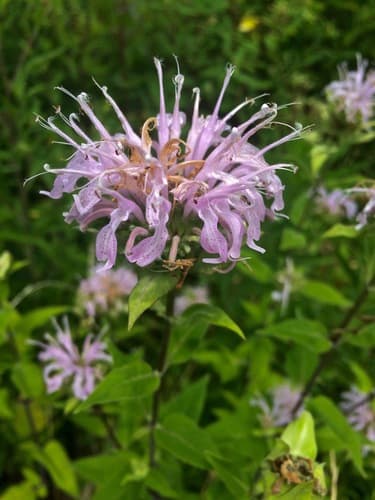Wild bergamot in bloom