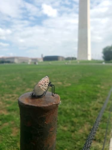 Spotted lanternfly