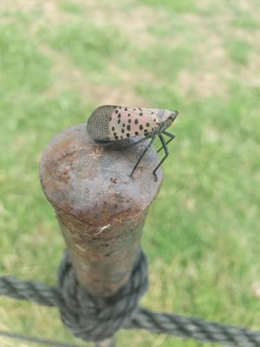 Spotted lanternfly: view 2 of the same individual
