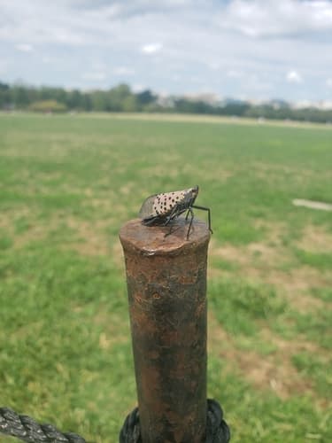 Spotted lanternfly: view 3 of the same individual
